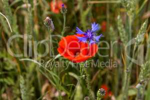 Blooming red poppy flowers and cornflower on meadow.