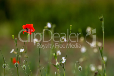 Blooming red poppy flowers on summer meadow.