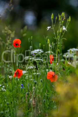 Blooming red poppy flowers on summer meadow.