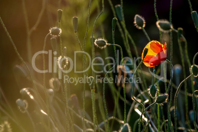 Blooming red poppy flowers on summer meadow.