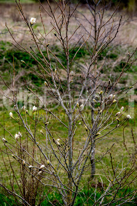 Magnolia bush in the spring, Latvia.
