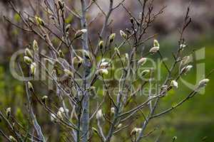 Magnolia bush in the spring, Latvia.