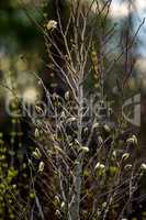 Magnolia bush in the spring, Latvia.