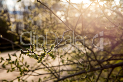 Nature background with pussy willow branches.