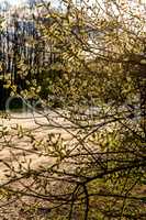 Nature background with pussy willow branches.