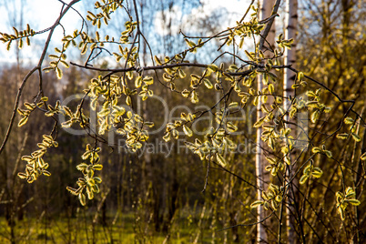 Nature background with pussy willow branches.