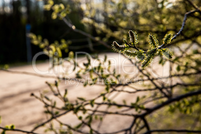 Nature background with pussy willow branches.