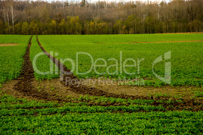 Path on the green cereal field.