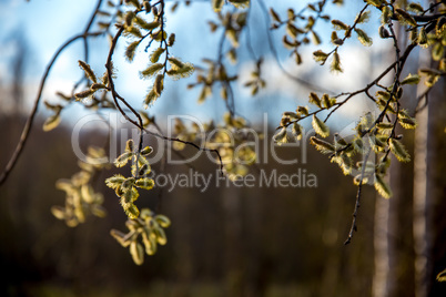 Nature background with pussy willow branches.
