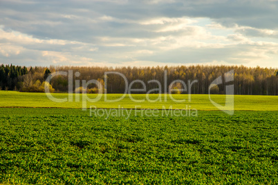 Landscape with cereal field, forest and blue sky