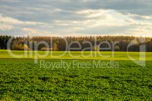 Landscape with cereal field, forest and blue sky