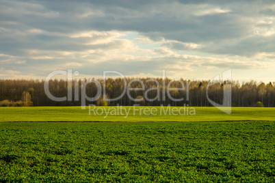 Landscape with cereal field, forest and blue sky