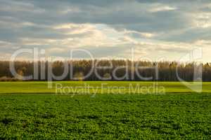 Landscape with cereal field, forest and blue sky