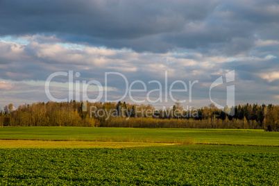 Landscape with cereal field, forest and blue sky