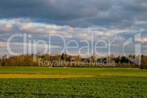 Landscape with cereal field, forest and blue sky