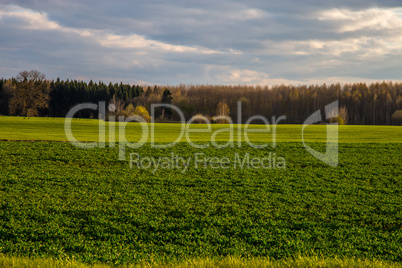 Landscape with cereal field, forest and blue sky