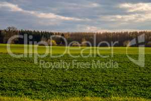 Landscape with cereal field, forest and blue sky