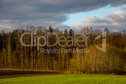 Landscape with cereal field, forest and blue sky