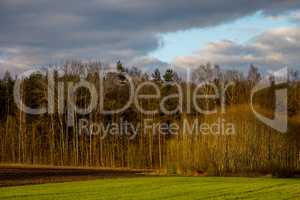 Landscape with cereal field, forest and blue sky