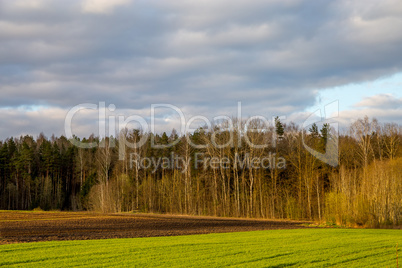 Landscape with cereal field, forest and blue sky