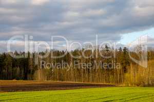 Landscape with cereal field, forest and blue sky