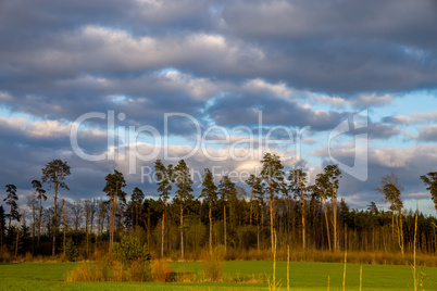 Landscape with pine trees and blue sky