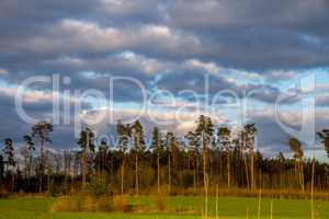 Landscape with pine trees and blue sky