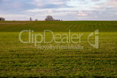 Landscape with cereal field and blue sky