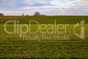 Landscape with cereal field and blue sky