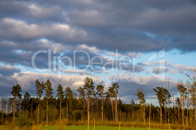 Landscape with pine trees and blue sky