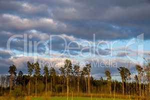 Landscape with pine trees and blue sky