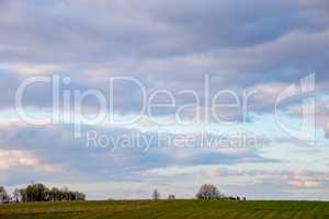 Landscape with cereal field and blue sky