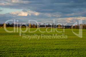 Landscape with cereal field, forest and blue sky