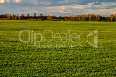 Landscape with cereal field, forest and blue sky