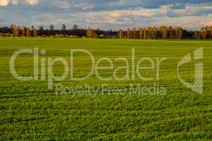 Landscape with cereal field, forest and blue sky