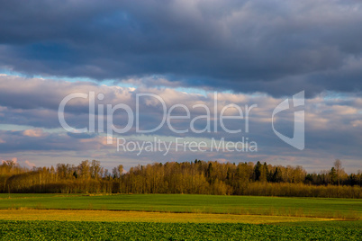 Landscape with cereal field, forest and blue sky