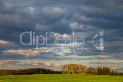 Landscape with cereal field, trees and blue sky