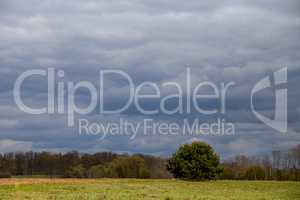 Landscape with cereal field, trees and blue sky