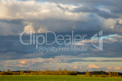 Landscape with cereal field, trees and blue sky