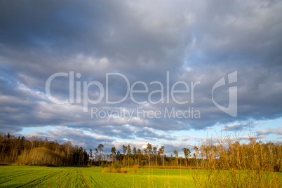 Landscape with blue cloudy sky, cereal field and trees.