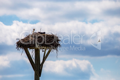 Storks baby in nest on blue sky background.