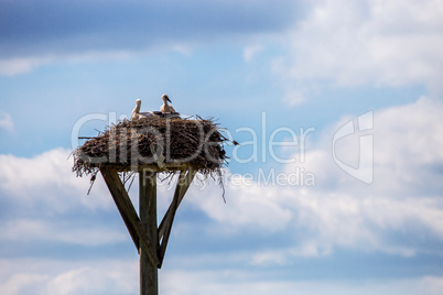 Storks baby in nest on blue sky background.