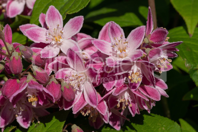 Strawberry Deutzia, Deutzia hybrida