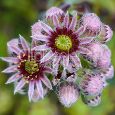 Common houseleek, Sempervivum tectorum