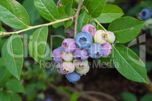 Blueberry, Vaccinium myrtillus