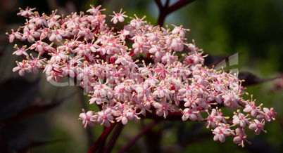 Black elder, Sambucus nigra