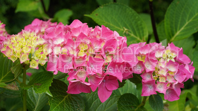 Penny mac, Hydrangea macrophylla