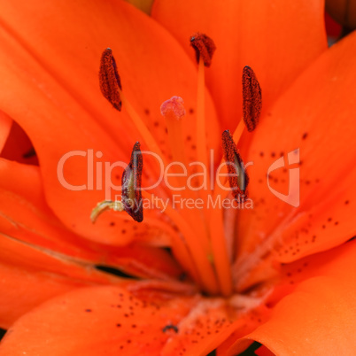 Asian Lily, Lilium asiatic