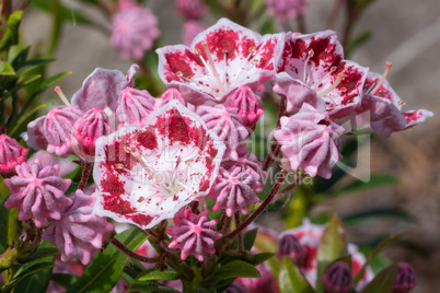 Mountain laurel, Kalmia latifolia