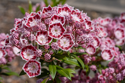 Mountain laurel, Kalmia latifolia